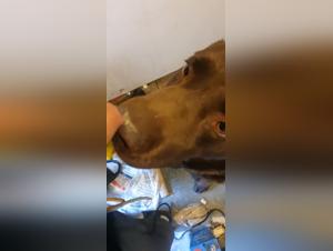 Forbidden Frontiers: Delving into Xzoo