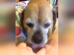 Man's Best Friend: A Shocking True Story