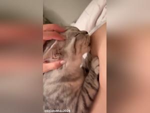 Zoobeeg: Begriff und Kontext