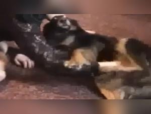 Forbidden Encounter: Woman and Dog