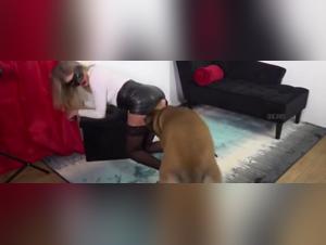 Dog Sex Video: An Exciting Experience