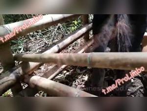 videos of zoofilia dog