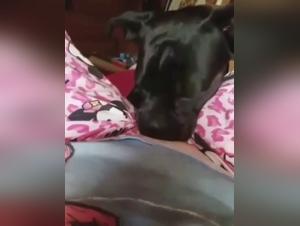 A beastly experience with a milf and her dog