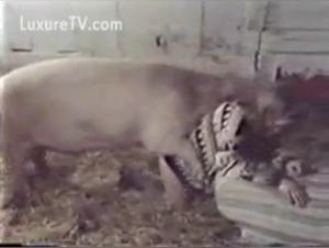 Woman and pig: a bestial encounter