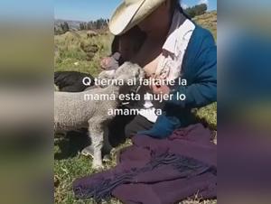 Video of zoophilia with a sheep: A unique bestial sexual experience