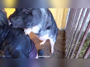 unveiling the forbidden: animal tube