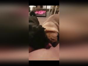 Teenage girl and dogs: a breathtaking bestiality video