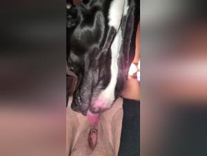 Lesbiche fahrt sich mit dem Hund aus, purer Ekstase