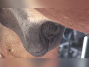 Horse Sex Video - Extreme Bestiality