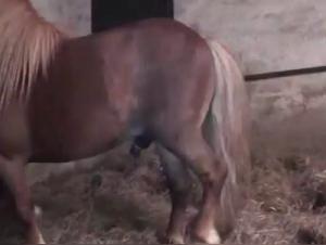 Cheval et jument dans une scène de sexe bestialité intense