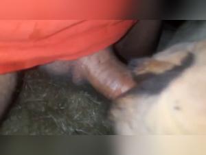 dog pornography laws explained