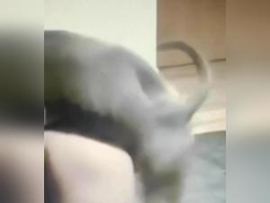 Disturbing Exploration: Bestiality and Animal Sex