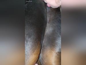 Bestiality with Horses: Banned Videos