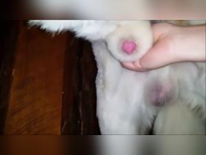 Big Boy: A Bestial and Exciting Encounter