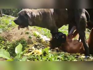 Sex Farm Animal Fucker with his Boyfriend on Alison's Farm