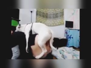 Woman and Dog: Sex with Dogs