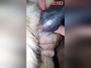 Bestiality: a woman and a horse