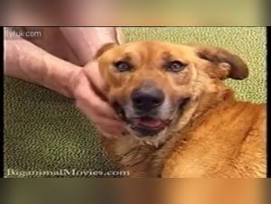 a naughty evening with a dog