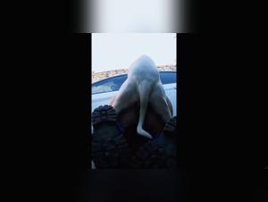 Forbidden Frontiers: Unveiling Zoophilia