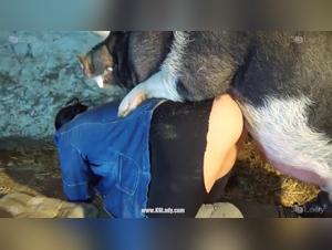 Zoophile Porn Videos: Women Fucking Dogs with Passion