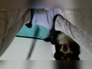 Woman in pajamas and dog in bestiality video