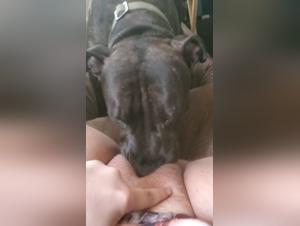 female dog and her dog in a zoophilia video