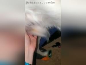 Sex with a Dog Video: A Forbidden Encounter