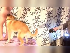 understanding alyzoo and the nuances of animal desire