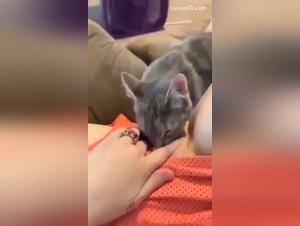 Videos porno de bestialidad animal sexo