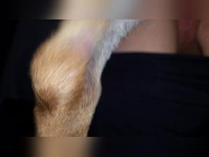 Forbidden Desires: Dog Blowjob Unveiled