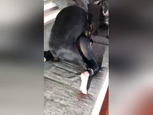 A Wild Encounter: Bestiality Video