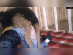 Bestial encounter with a dog