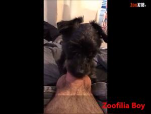 best dogsexporn compilation