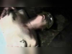 Forbidden Meeting: Woman and Dog