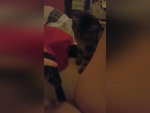 Zoophilia scene with a German cat and a dog