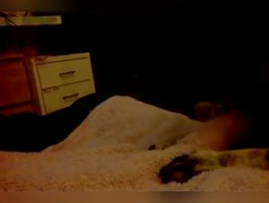 A beastly encounter: woman and dog