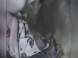 Unveiling the Secrets of Zoo Tube