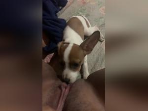 Deconstructing Myths: Dog Sex and Safety