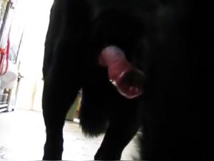 Exciting Encounter: Woman and Dog