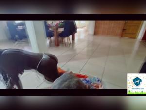 Alison's Unexplored Shades: A Zoophilia Adventure