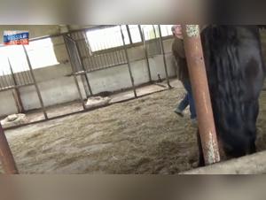 Forbidden Encounter: Sex with a Horse