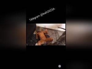 Sex with Dogs Videos - Discover the Forbidden