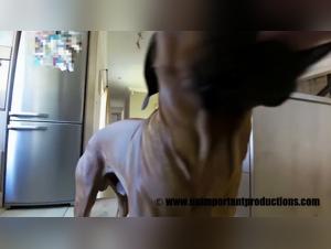 Dog Cock Sucker: Slut Takes Her Dog and Gets a Big Hard-On on Her Furry Friend