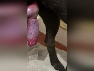 bestiality dog tube zoo