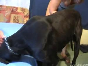 Taboo Bestiality: Two Pussy Cats Pussy Pigs Take a Saucy Fisting from a Filthy Boy