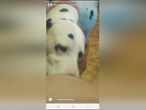 Woman and Dog - Bestiality Sex