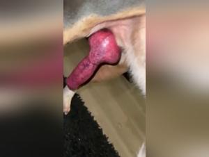 Extreme bestiality: A woman and her dog