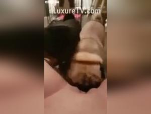 pugs gone wild