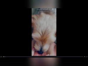 Rencontre Passionnée: Femme et Chien