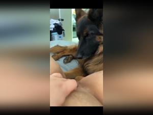 Il cane lecca l'intimita della sua padrona in un video di zoofilia